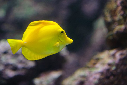 Poisson-jaune-cineaqua-aquarium-de-paris-jardins-du-trocadero-blog-hotel-gavarni-passy-france