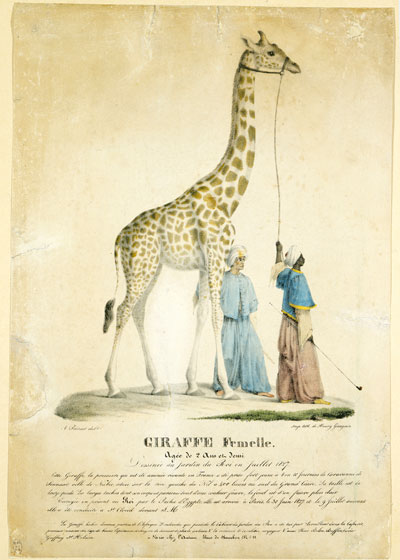 Exhibition: The famous animals from the small zoo at the Jardin des Plantes