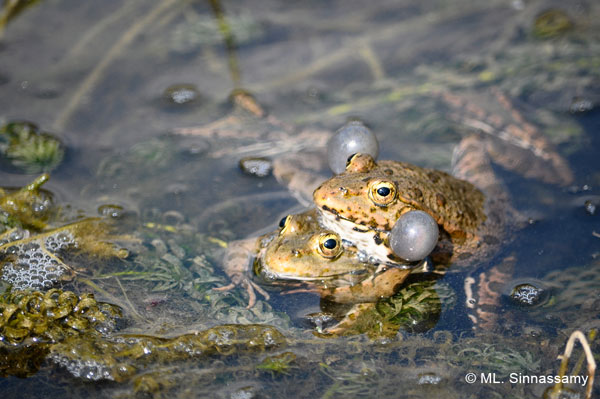 Exhibition: Les Amphibiens de Paris