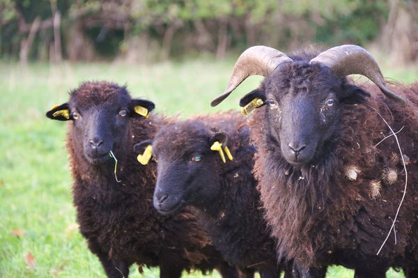 moutons-d-ouessant-operation-ecomouton-2015-avenue-de-breteuil-green-hotels-paris-eiffel-trocadero-gavarni