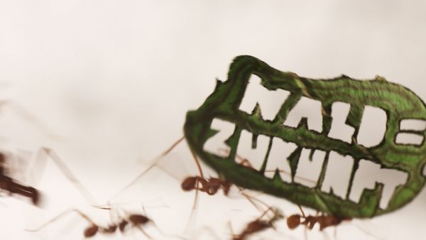 Ant Rally : quand les fourmis manifestent contre la déforestation en Amazonie