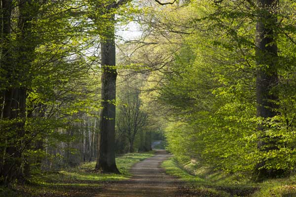 Pan: the application that lets you explore the Ile-de-France’s forests