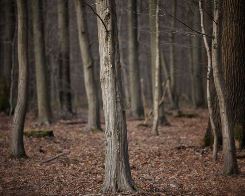 Exposition : Sérénissime nature