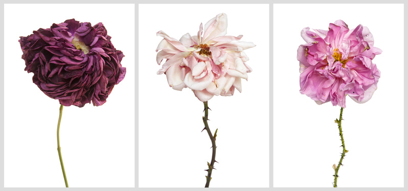 3-roses-photo-rachel-levy-exposition-botanic-art-galerie-jardins-en-art-green-hotels-paris-eiffel-trocadero-gavarni