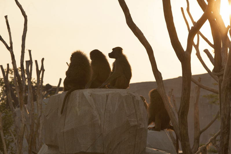 babouins-photo-theo-stefanini-nocturnes-zoo-de-vincennes-green-hotels-paris-eiffel-trocadero-gavarni