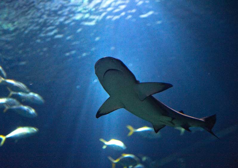 requin-pointes-noires-photo-aquarium-de-paris-pack-vip-green-hotels-paris-eiffel-trocadero-gavarni