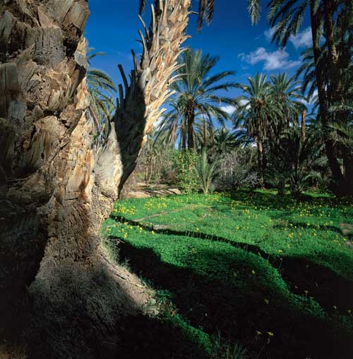 oasis-5-photo-jean-baptiste-leroux-exposition-jardins-d-ailleurs-galerie-jardins-en-art-green-hotels-paris-eiffel-trocadero-gavarni