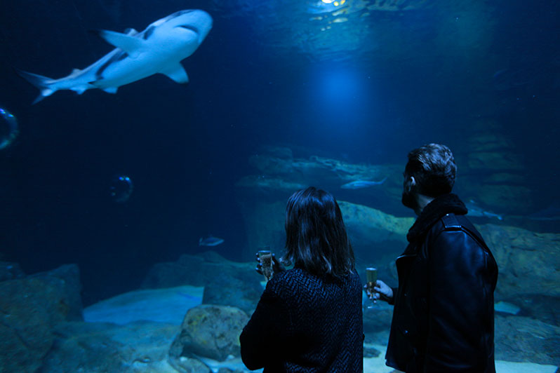 The Aquarium de Paris is opening at night!