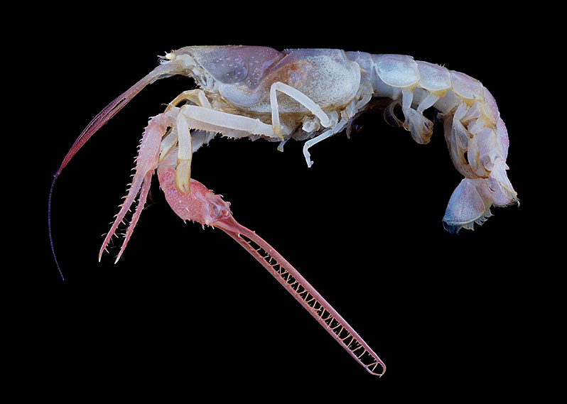 Exhibition: Au fond des océans. 40 ans d’exploration des fonds marins