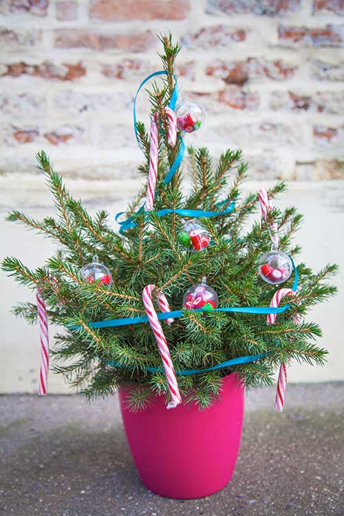 My Little Sapin: order a sustainable Christmas tree in a click!