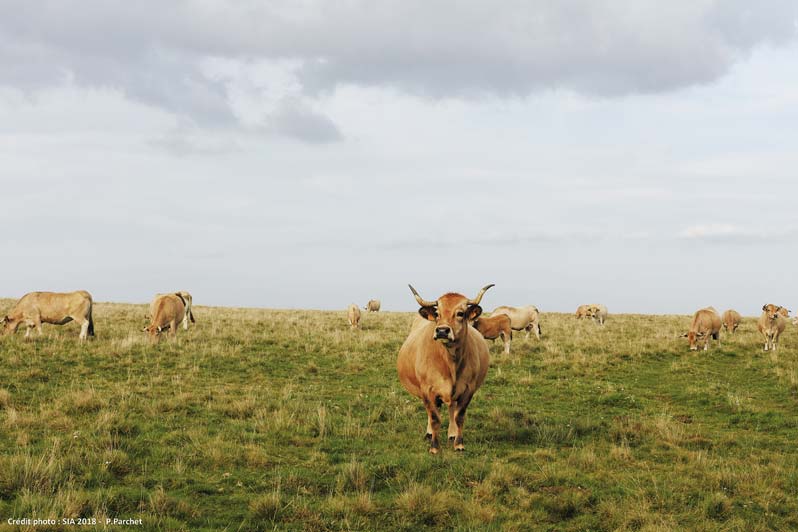 Salon de l’Agriculture : une 55e édition riche et moderne