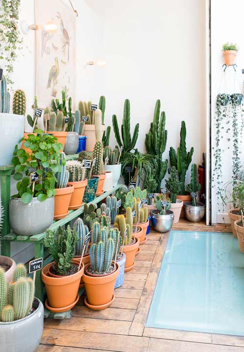 Cactus Club: Paris’s exquisite plant concept-store