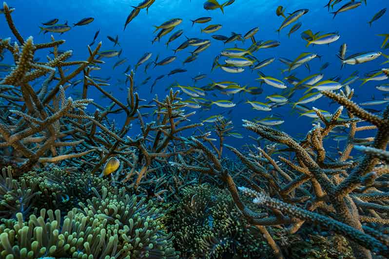 Exhibition: Coral reefs, a challenge for Humanity