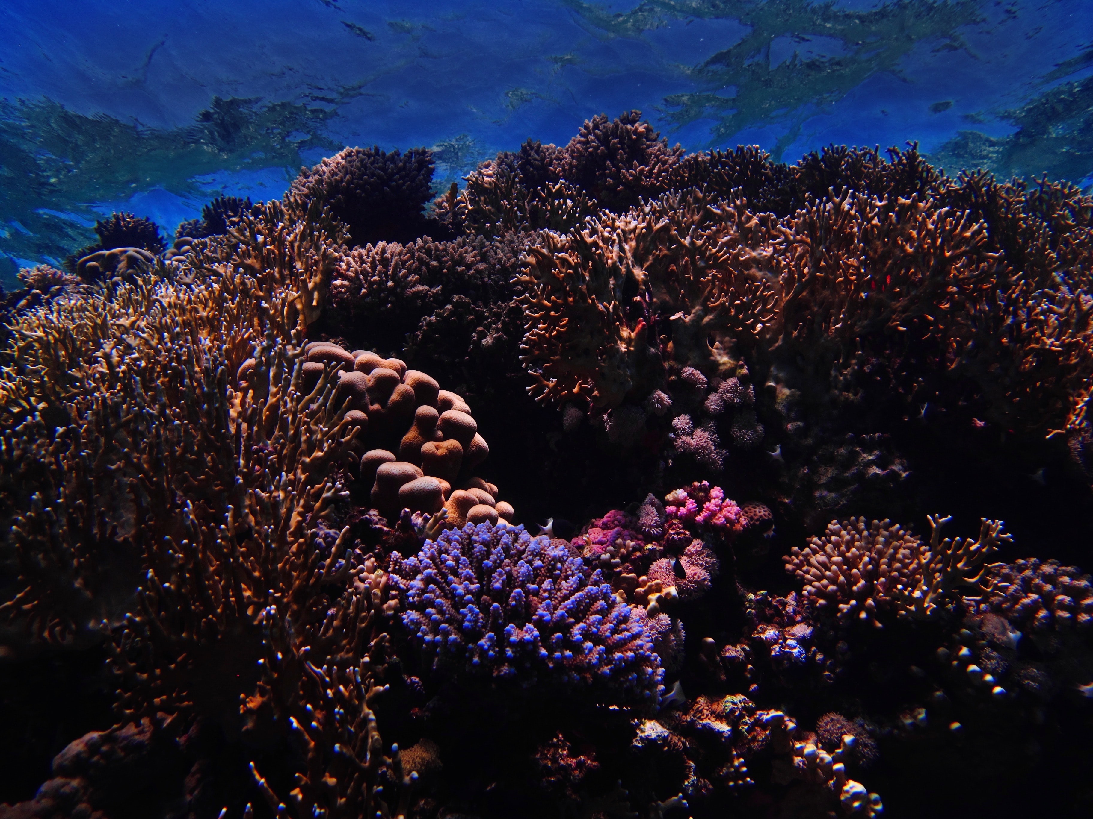 How the world is coming together to save coral reefs