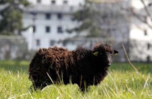 Archives Park, Paris: sheep as lawn mowers!