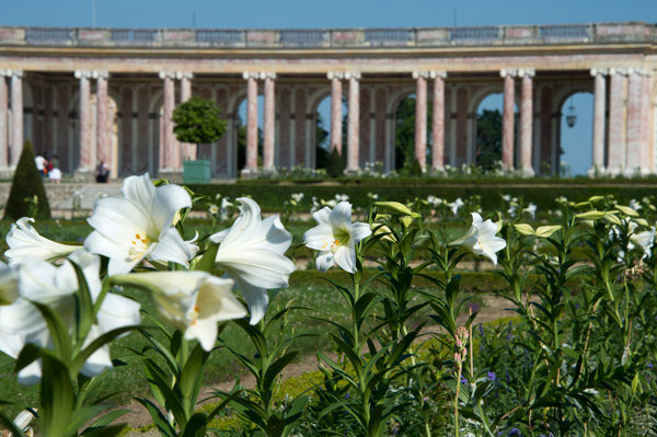 Exposition : Fleurs des collections royales au Château de Versailles