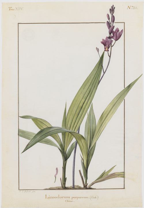 Exhibition: Orchidées sur vélins