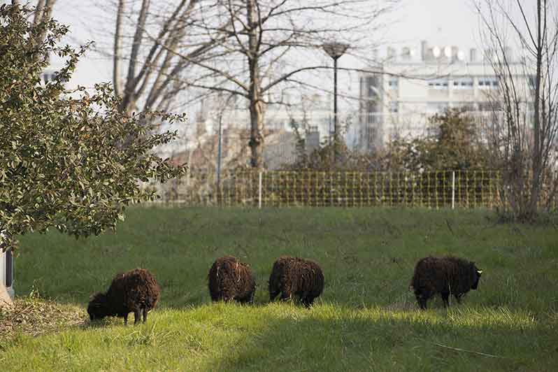 The Ouessant herds of sheep are back in Paris to maintain the slopes of the Paris ring-road!