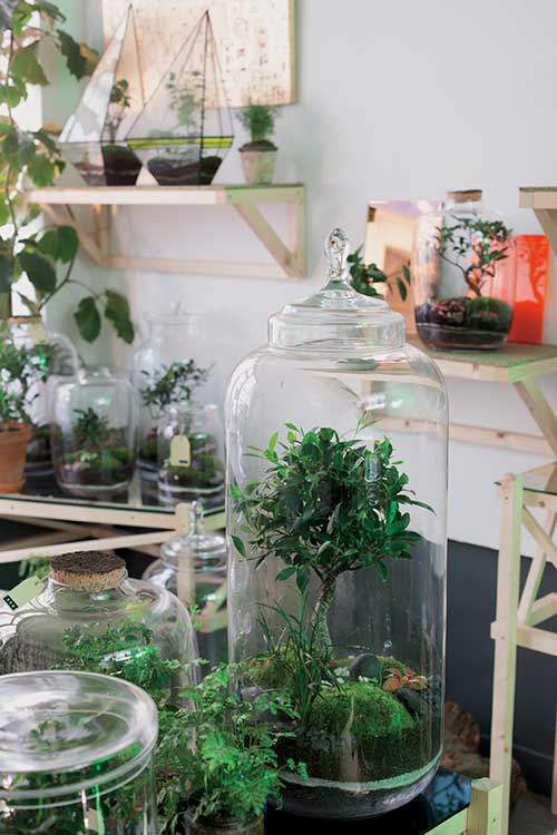 Atelier Green Factory : créateur de plantes autonomes