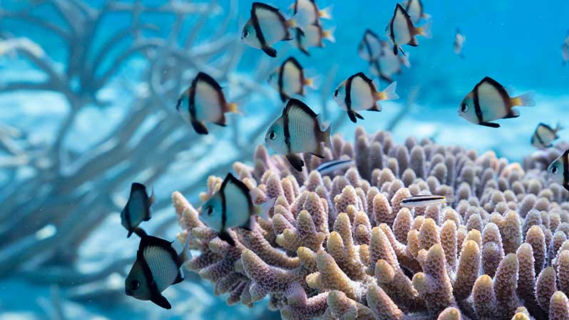 Exposition : Récifs coralliens