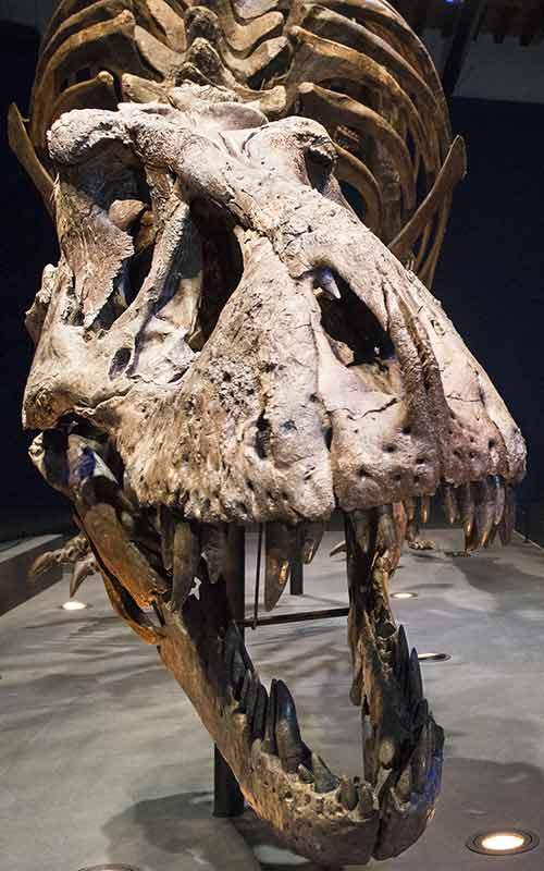 Exposition : Un T. Rex à Paris