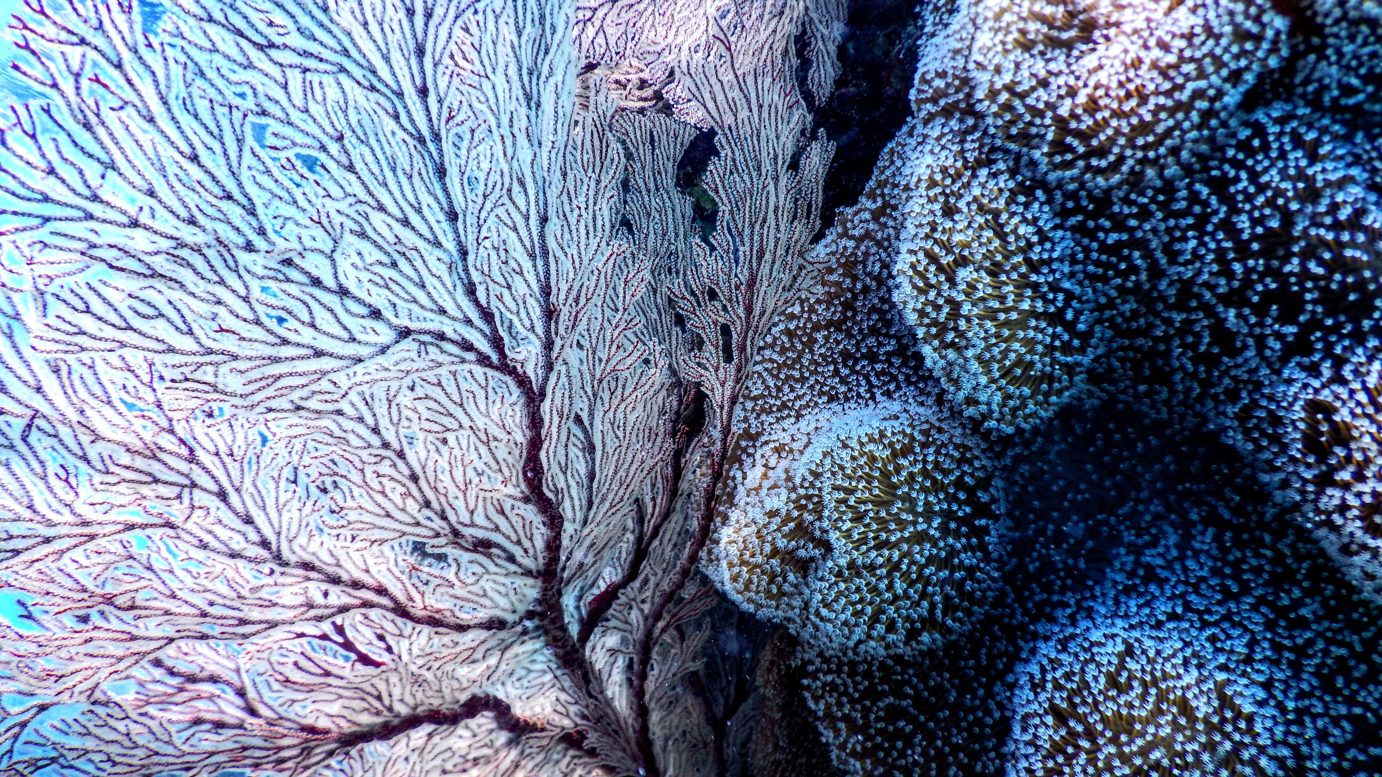 Récifs coralliens : 3 stratégies pour les sauver