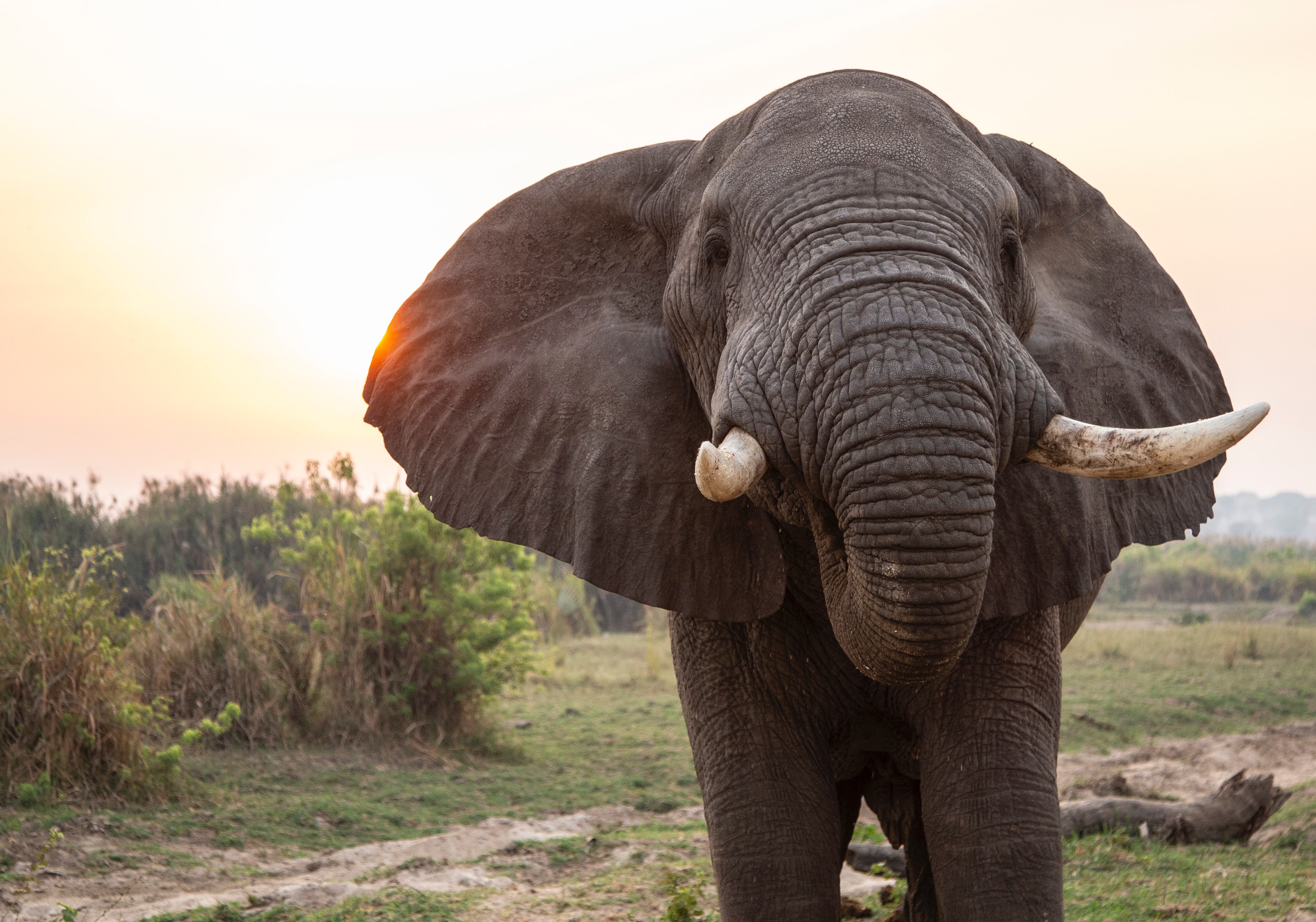 (Français) L’éléphant d’Asie, menacé d’extinction, va enfin être protégé